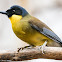 Blue-crowned laughingthrush