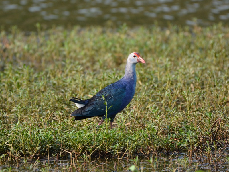 Grey headed Swamphen