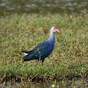 Grey headed Swamphen