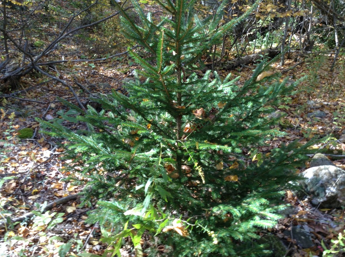 Evergreen tree