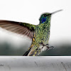 Colibrí oreja violeta o colibrí orejiazul - Mexican violetear