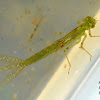 Dragonfly larvae ID