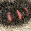 Giant leopard moth caterpillar