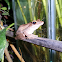 Common Tree Frog