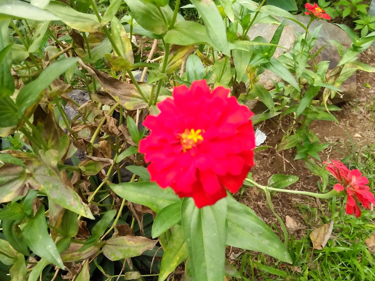 Zinnia