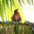 Boat Tailed Grackle (female)