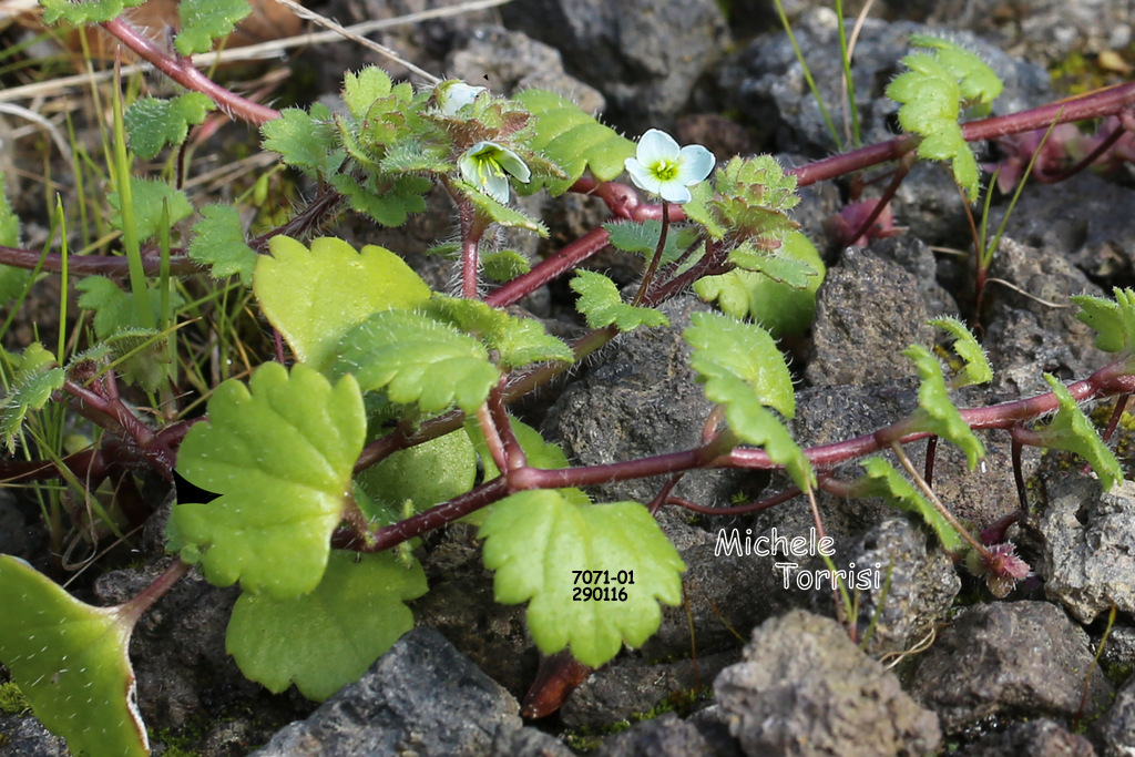 Veronica cymbalaria Bodard