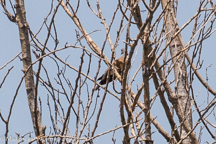 Turtle Dove; Tórtola Común