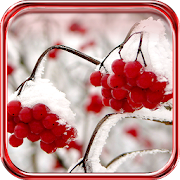 Snow n Flowers LWP 1.0 Icon