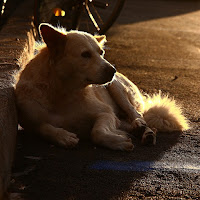 Il Cane!!! di 