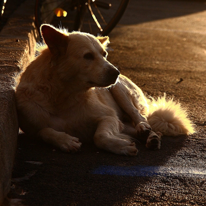 Il Cane!!! di lorespo