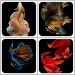 Cover Image of Скачать Betta Fish Are Beautiful 1.0 APK