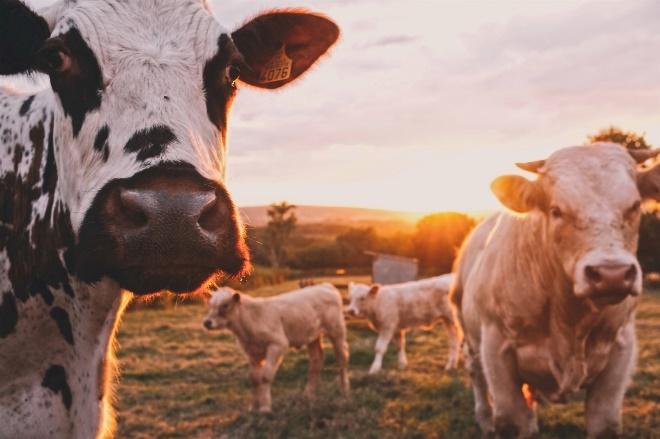 A group of cows in a field

Description automatically generated with medium confidence