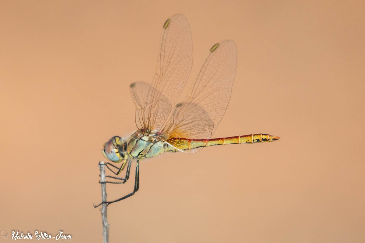 Red-veined Darter