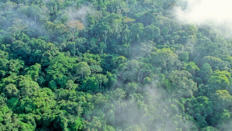 Nearly 90 per cent of Gabon is covered by forest