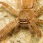 Huntsman Spider