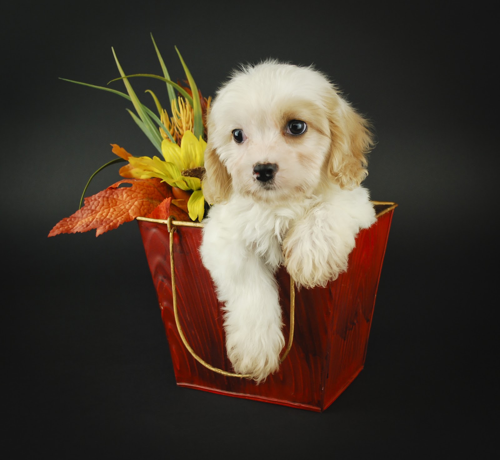 cavachon sitting in autumn basket