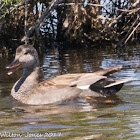 Gadwall; Anade Friso