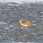 Lesser sand plover