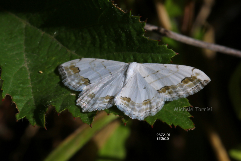 Scopula ornata