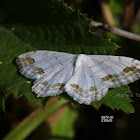 Scopula ornata