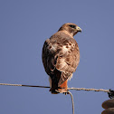 Red Tailed Hawk