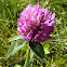 Red Clover