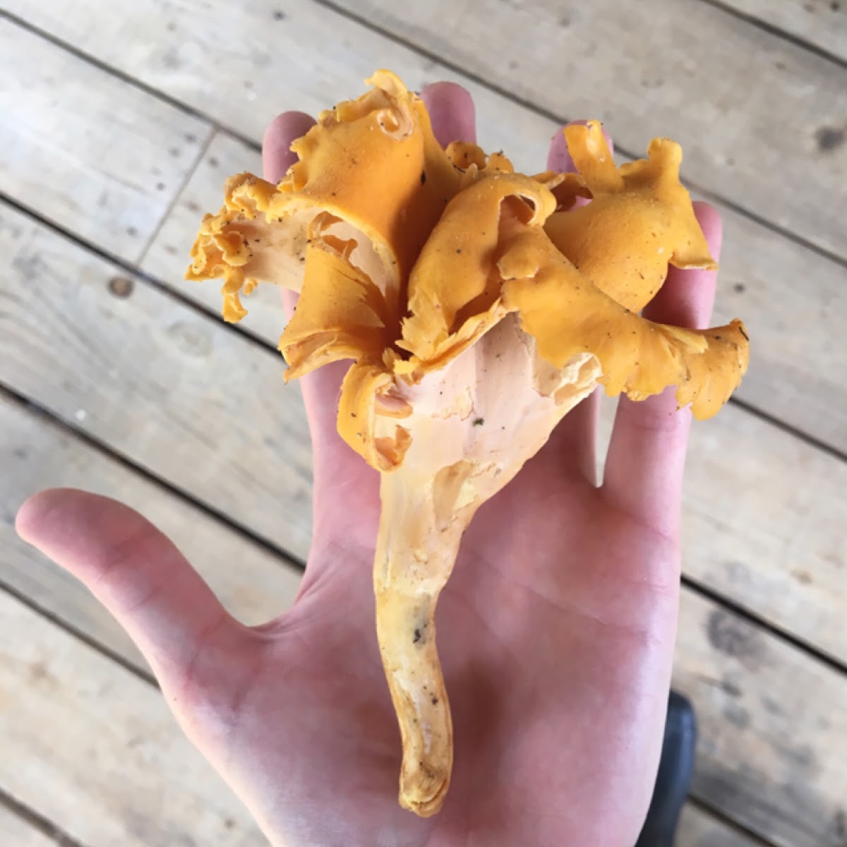 Smooth chanterelles