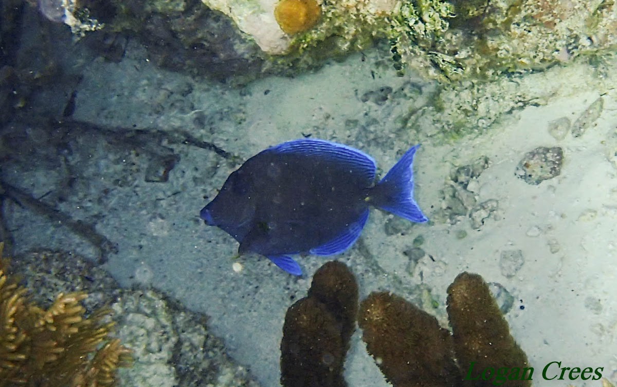 Blue Tang