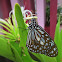 Blue Tiger Butterfly