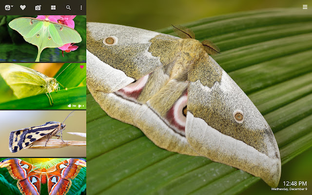 Moths HD Wallpapers New Tab Theme