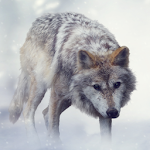 Cover Image of Télécharger sons de loup 2.0 APK