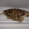 Curved-tooth Geometer Moth