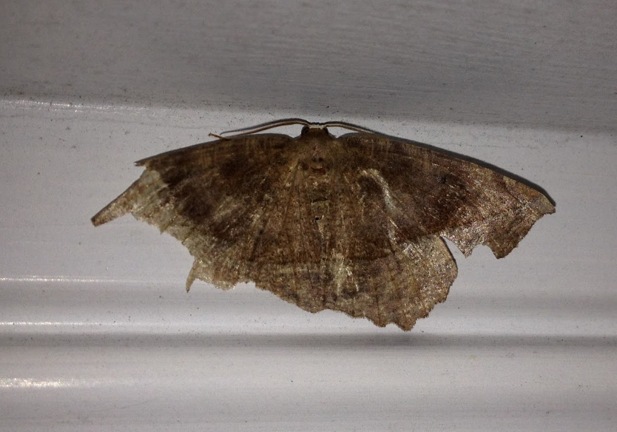 Curved-tooth Geometer Moth