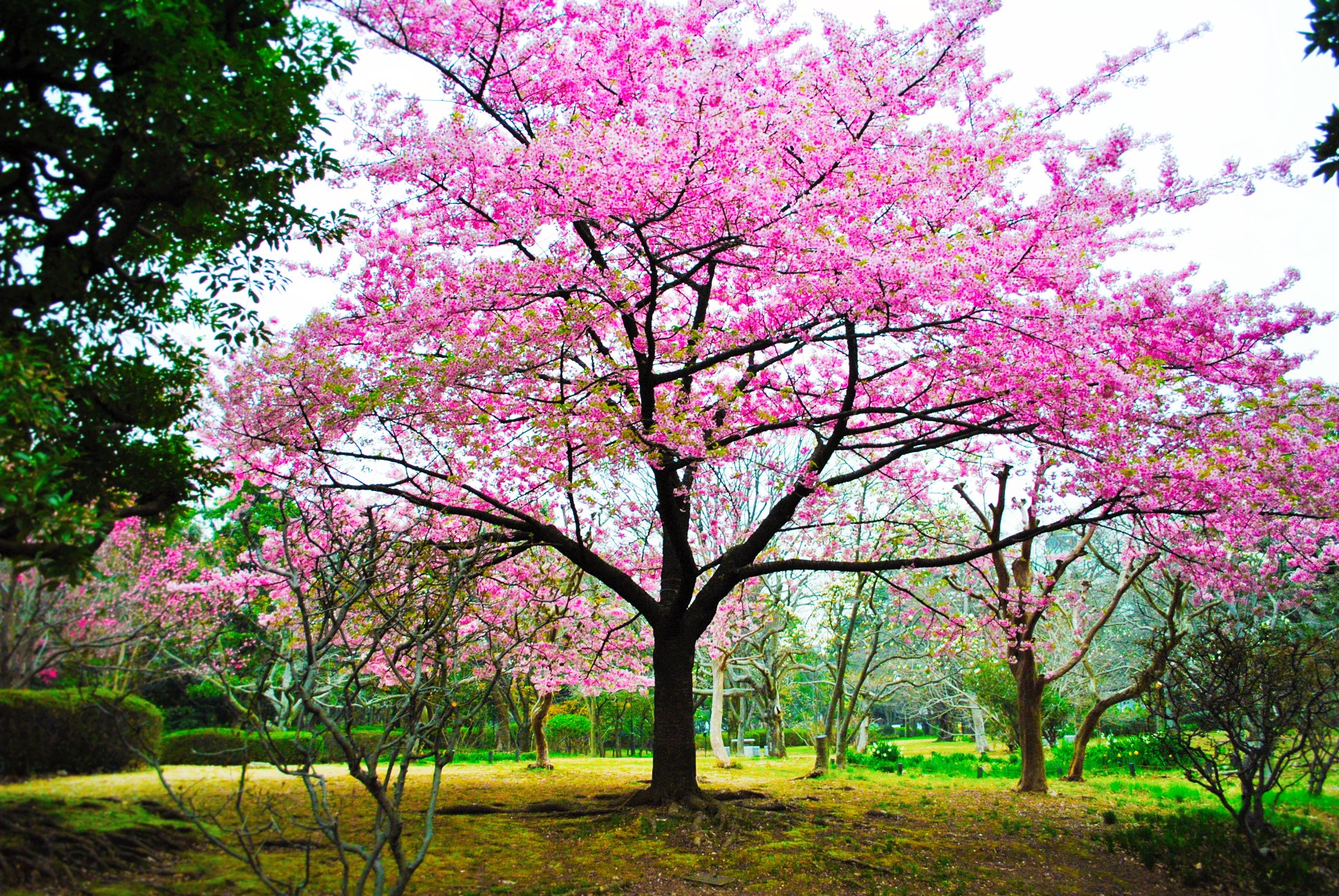 World is pink! di Babemc