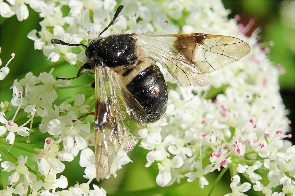 Blotch-winged Honeysuckle Sawfly