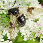 Blotch-winged Honeysuckle Sawfly