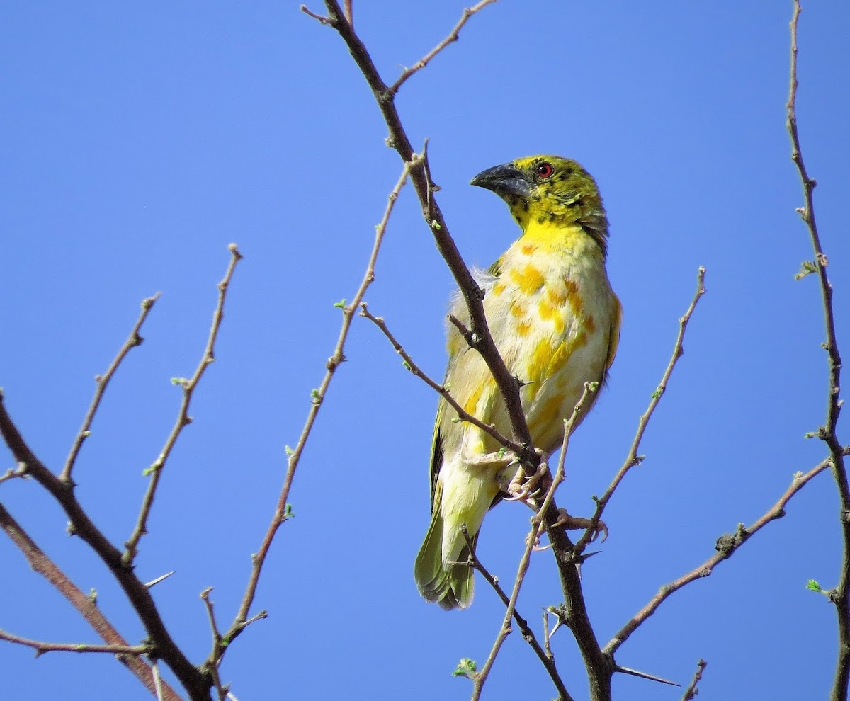 Village weaver