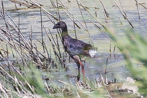 Purple Gallinule; Calamón