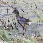 Purple Gallinule; Calamón