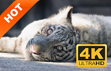 White Tiger New Tab HD Pop Animals Theme small promo image