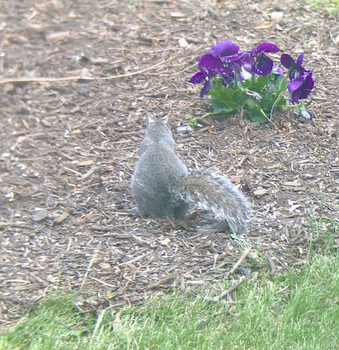 Eastern Gray Squirrel