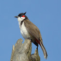 Red-whiskered Bulbul