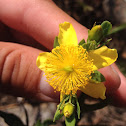 Kalm's St. Johnswort