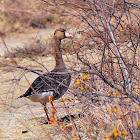 Greater White-fronted Goose