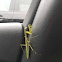 Chinese Mantis