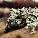 Schmarda's shrub frog