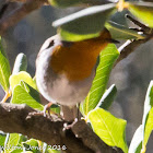 Robin; Petirrojo