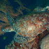 Green Sea Turtle