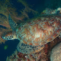 Green Sea Turtle